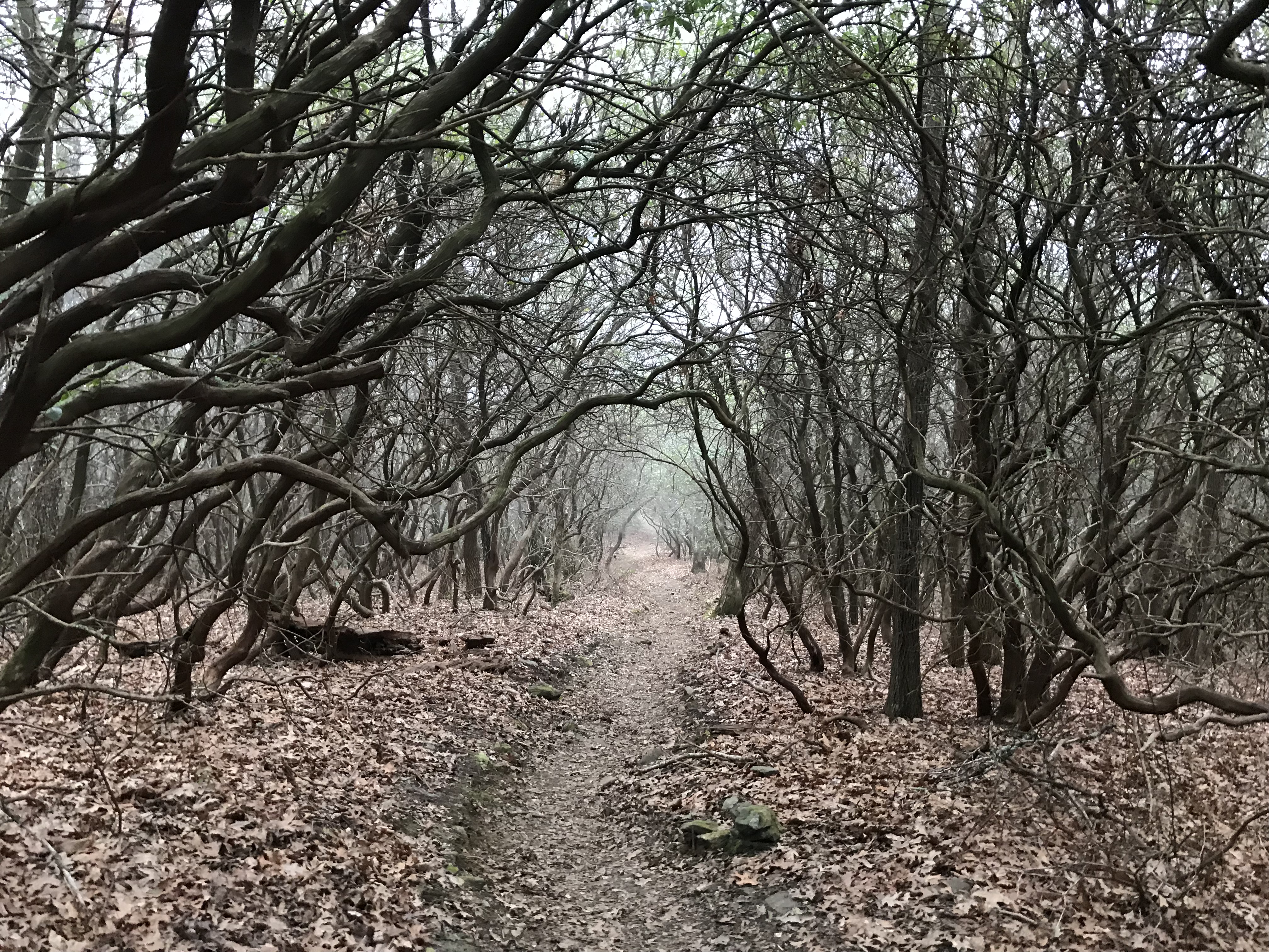 82B485CF-CEEC-4645-811B-154D2040D577