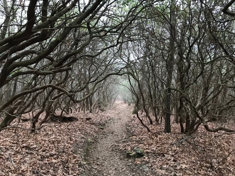 82B485CF-CEEC-4645-811B-154D2040D577