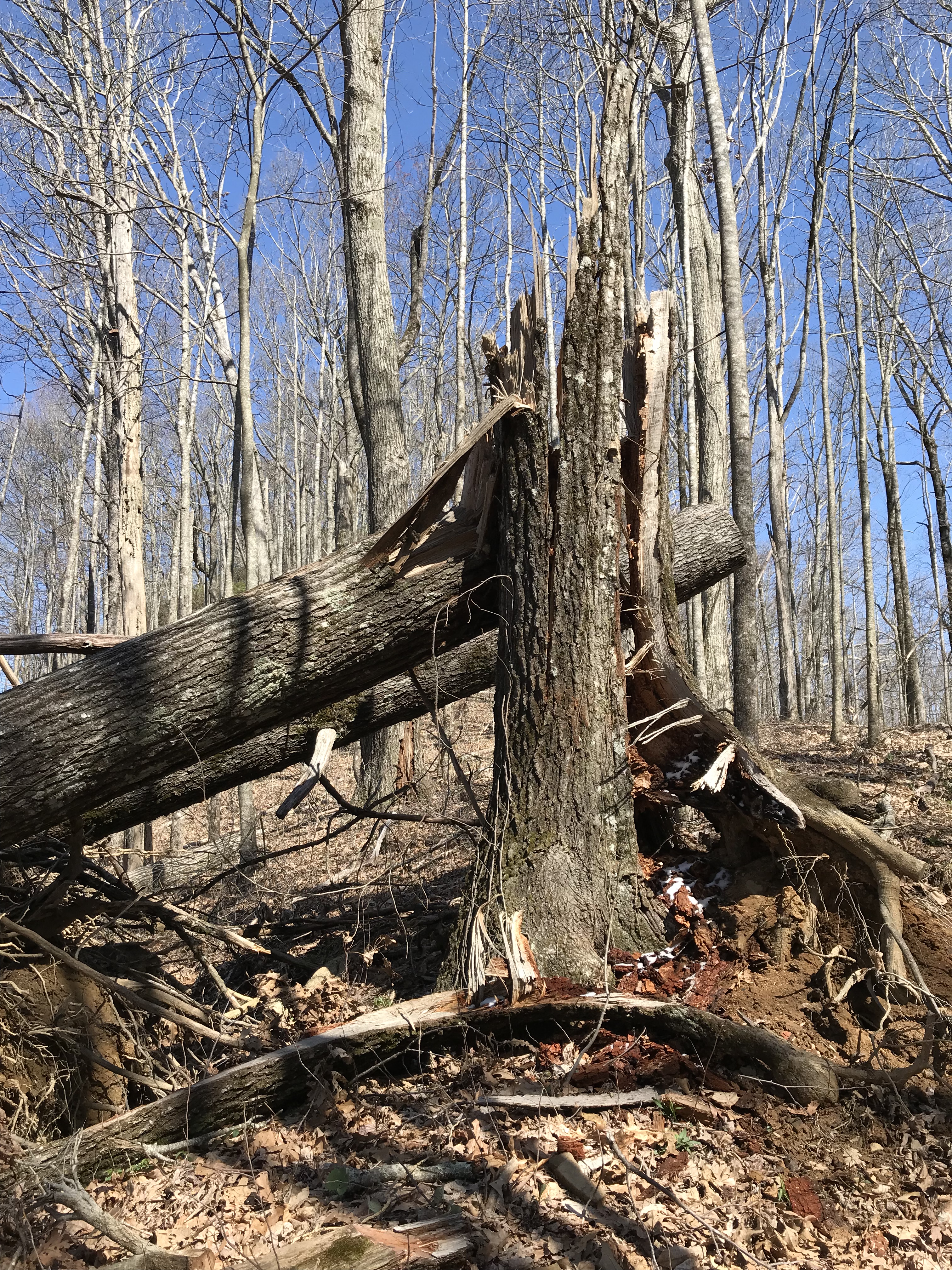 CE14AAC7-FCB8-4139-9E45-E064CCDA0CCC